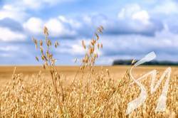 Agricom Group планує зібрати 1000 тонн безглютенового вівса Agricom Group планує зібрати 1000 тонн безглютенового вівса